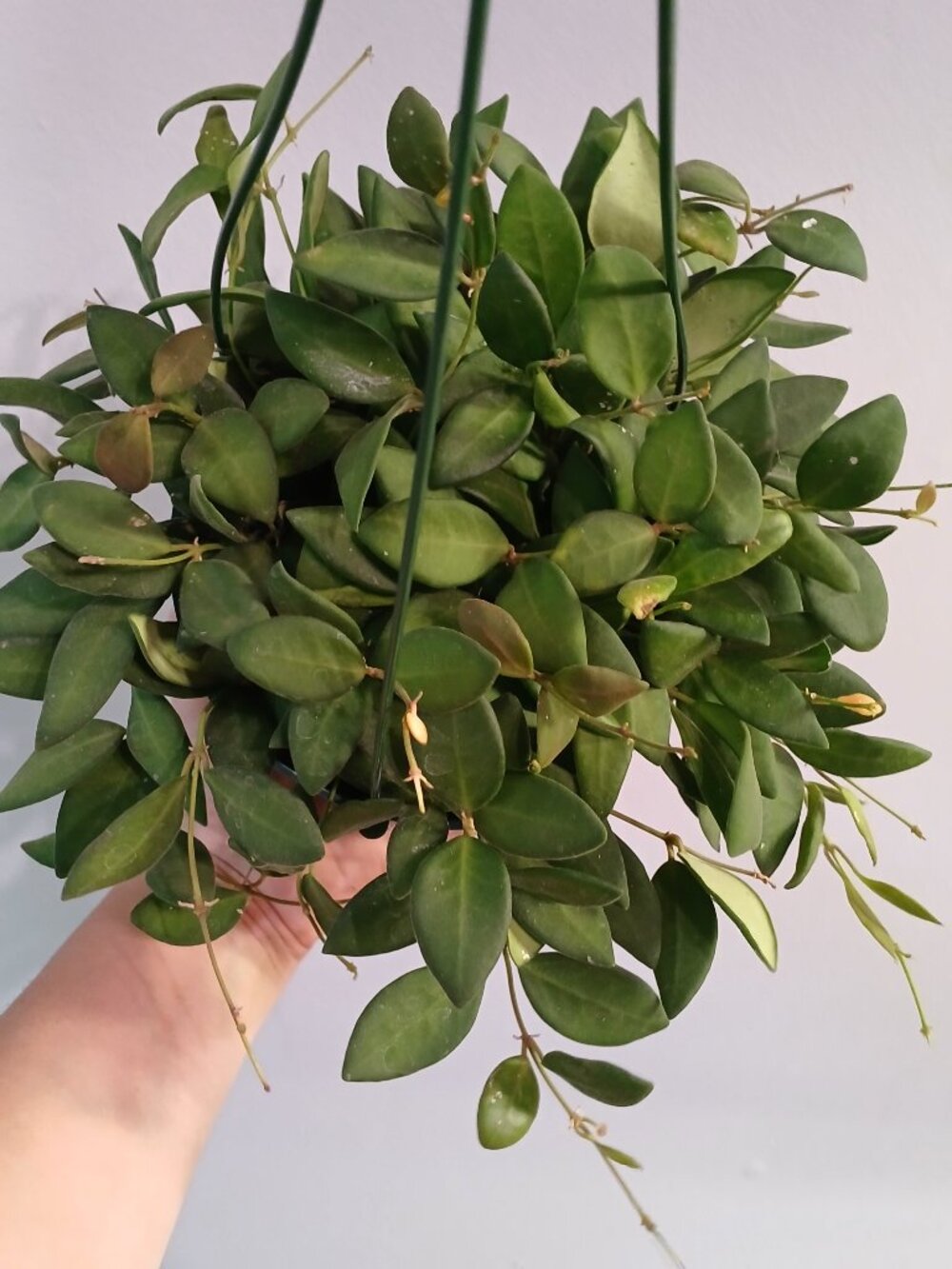 Hoya Burtonaie